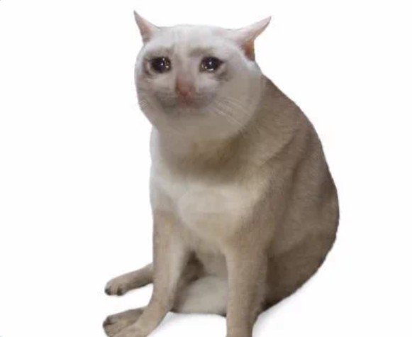 CashCat